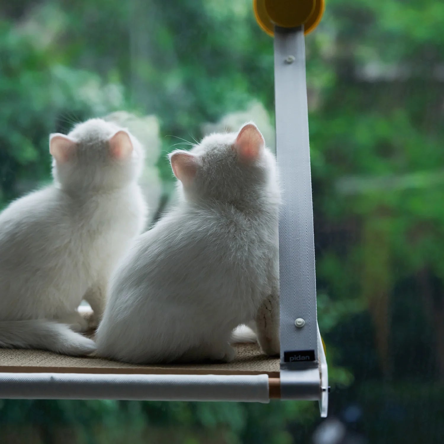 Pidan window perch cat hammock — minimalist design with strong hooked suction cups for secure and cozy lounging